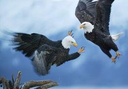 盘州美鹰最近大爆料新闻,揭秘行业背后惊人真相